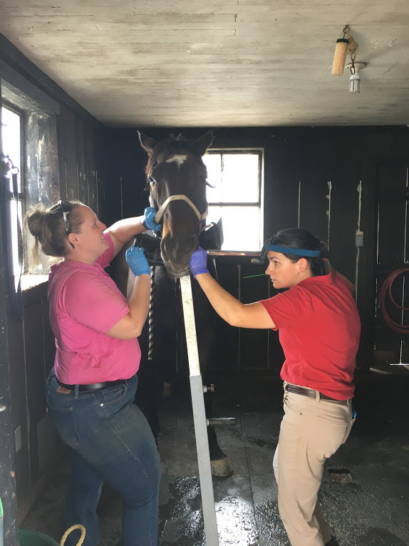 Equine Dental Services in Maryland, Northern VA, Southern PA & Panhandle, WV South Mountain Equine