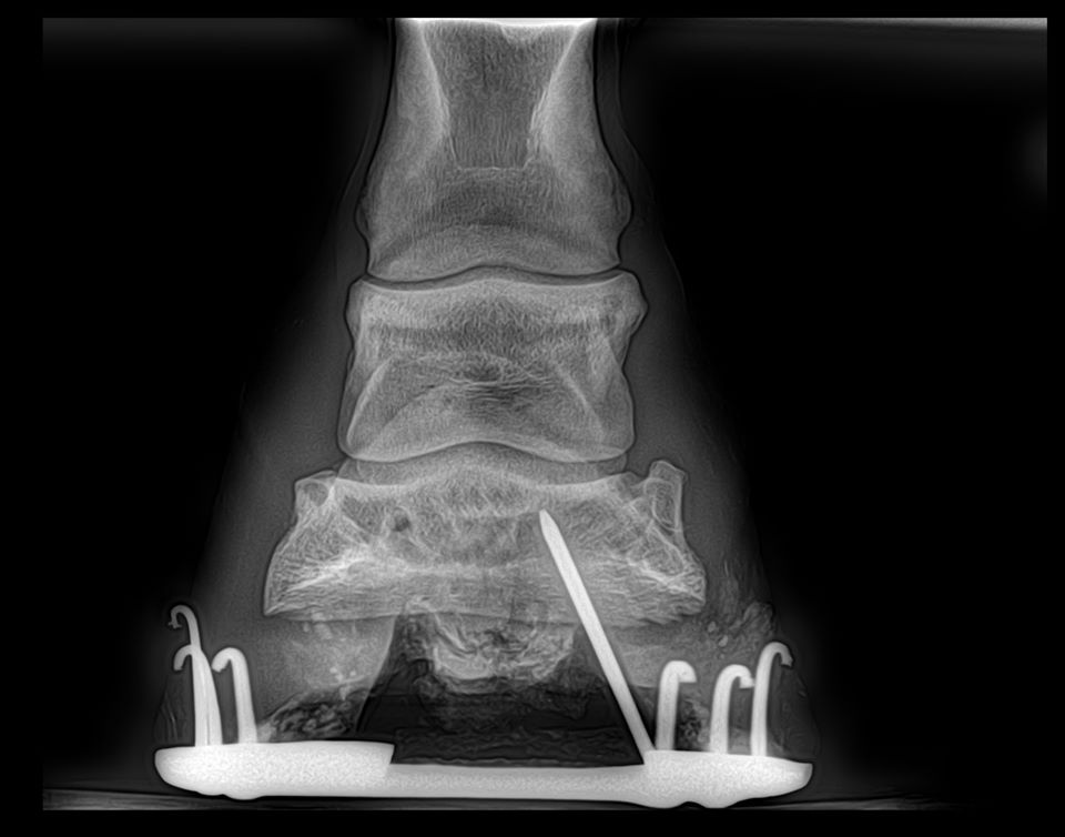 Equine Emergency Care in Maryland, Northern VA, Southern PA & Panhandle